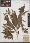 Foto von Salix cinerea L. x Salix viminalis L.